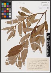 Salix burjatica Nasarow